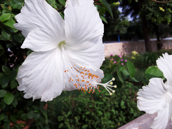 white chinese shoe flower or hibiscus 600